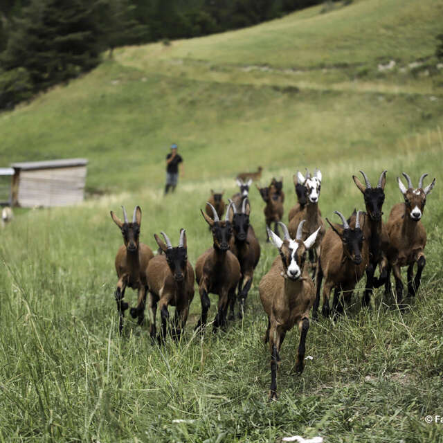 Le monde des chèvres, visite ludique et participative