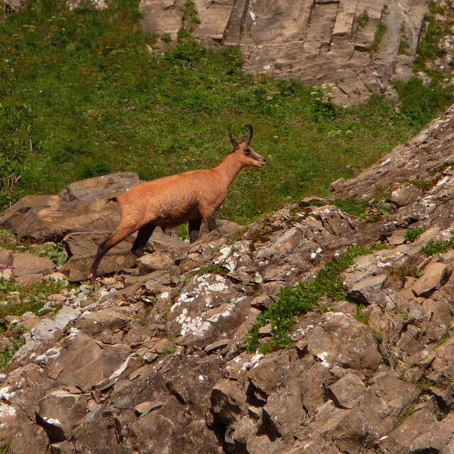 Randonnée "A l'approche des  Chamois des Aravis"