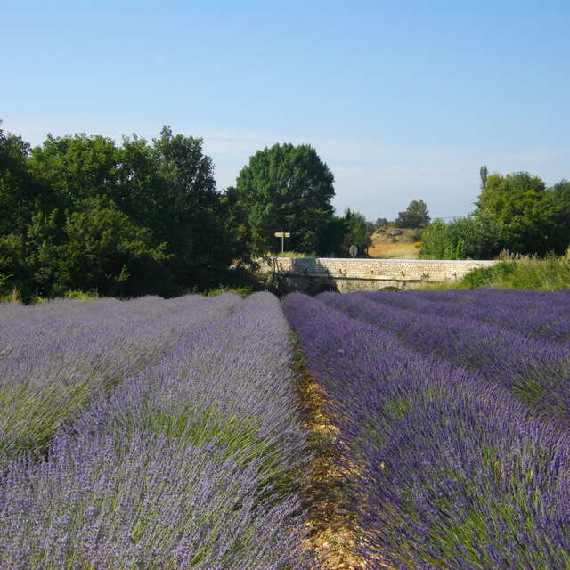 Randonnée Entre garrigues et lavande