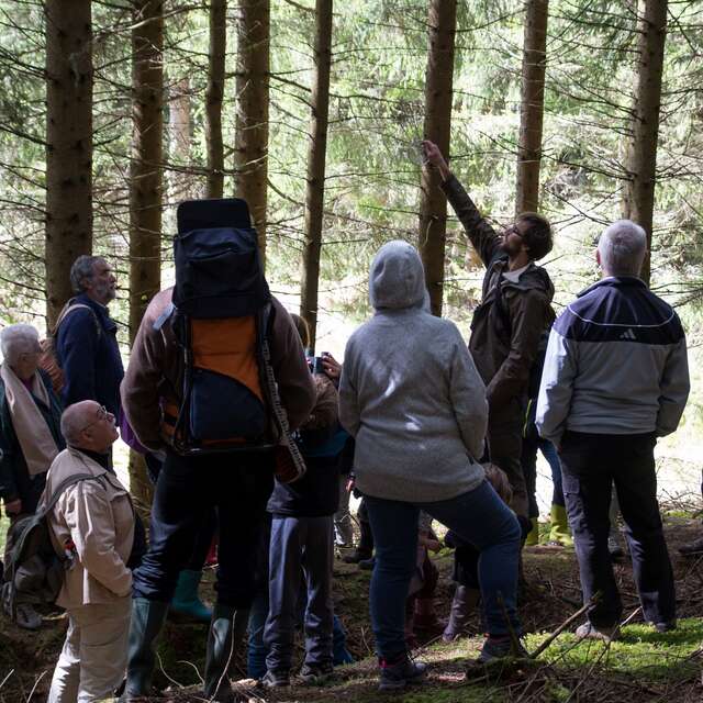Les forêts du Fossat