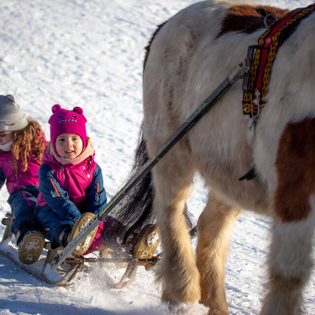 Découverte du poney luge