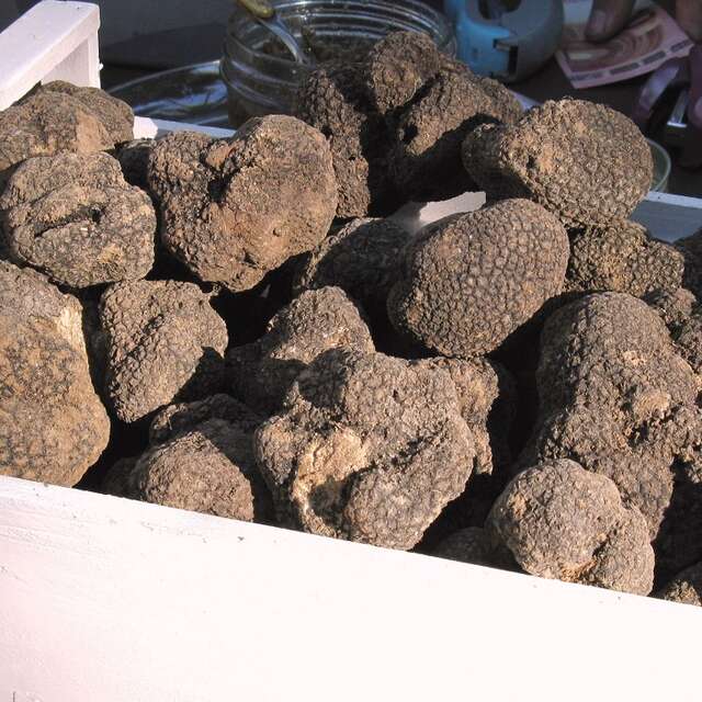 Marché à la truffe noire