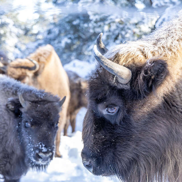 Réserve des Bisons d'Europe
