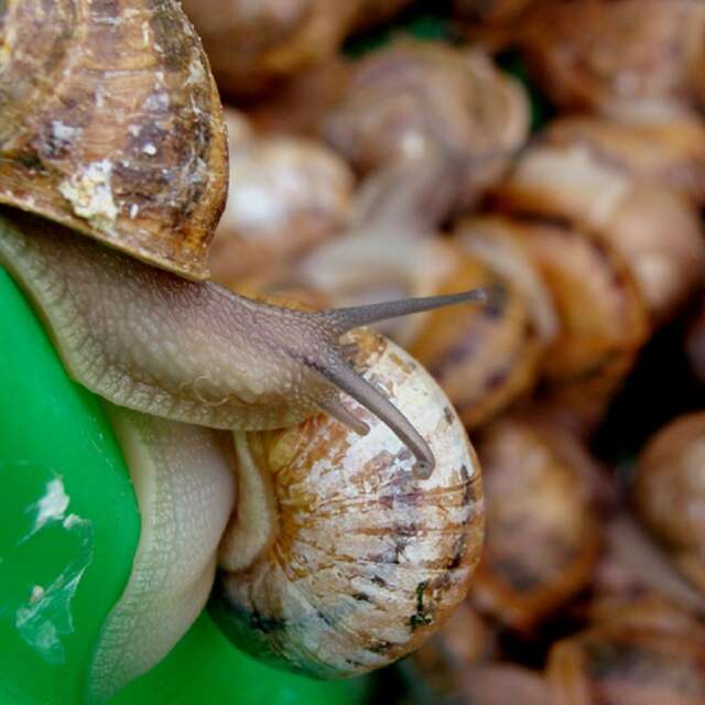 Heliciculture (snails): Escargots  la dominette