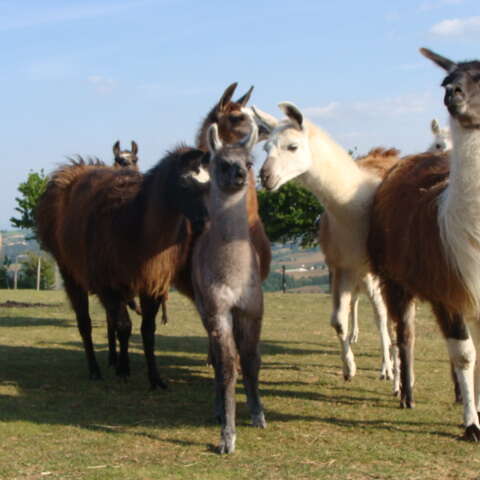 Lamas des Plaines
