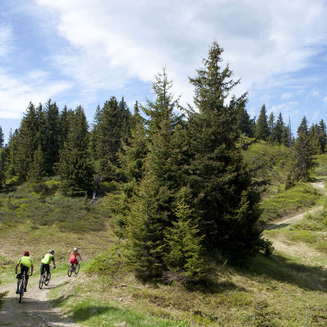 Cross-Country MTB - Bois de Covetan