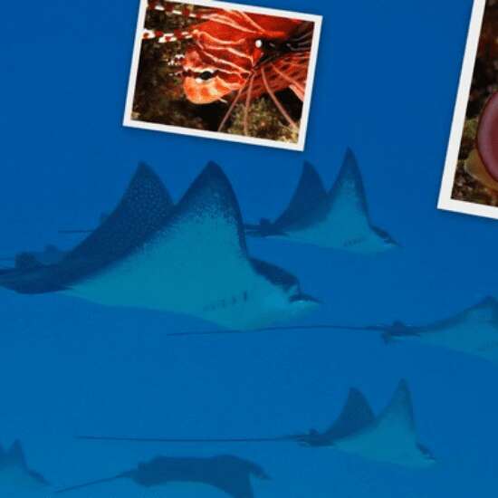 Dive N Smile Bora Bora
