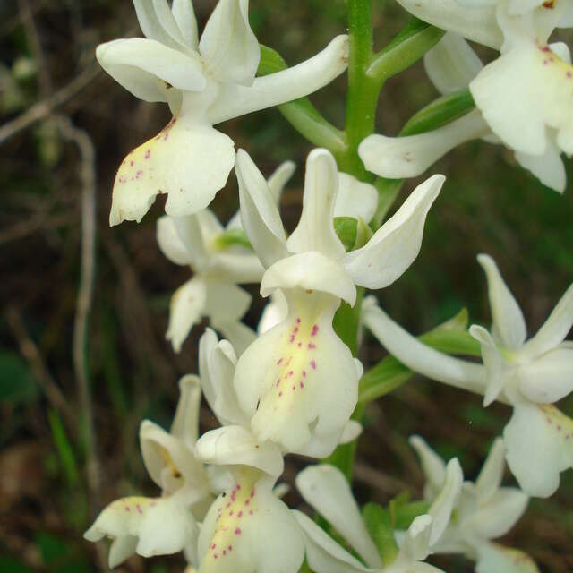 Point Rencontre : Découverte des orchidées du Parc national de Port-Cros