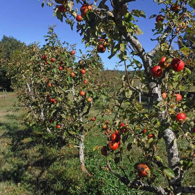 Pomme de Reinette et pomme d'Api | CBN