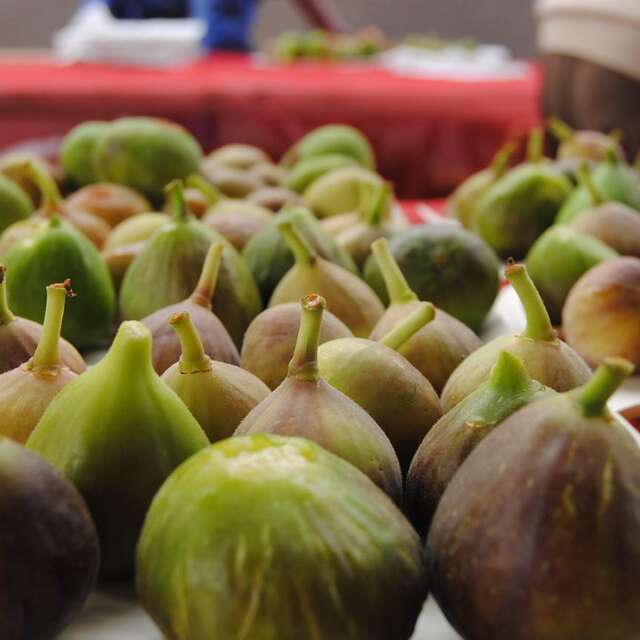Les Tindoulets de la Figo