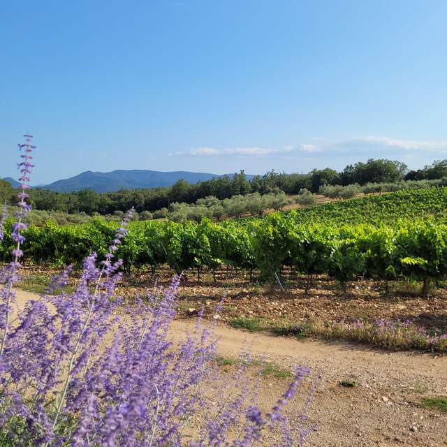 Balades et découverte géologique du vin et son terroir au Domaine Château des Selves