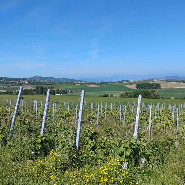 Balade à vélo - Découverte des vins d'Auvergne