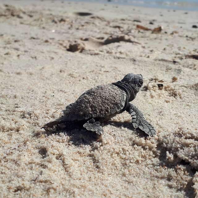 Point Rencontre : Les Tortues marines (Porquerolles)