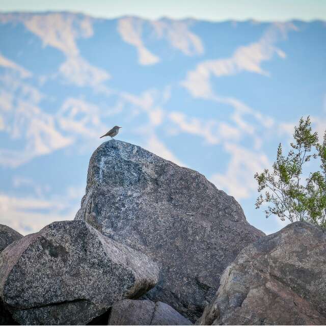 Balade à la rencontre des oiseaux