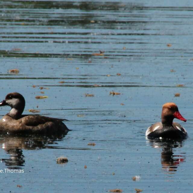 Loire Odyssée birdwatching outing in Vivy