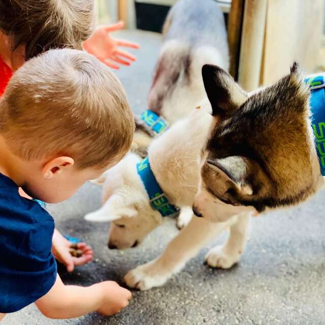 Kennel visit