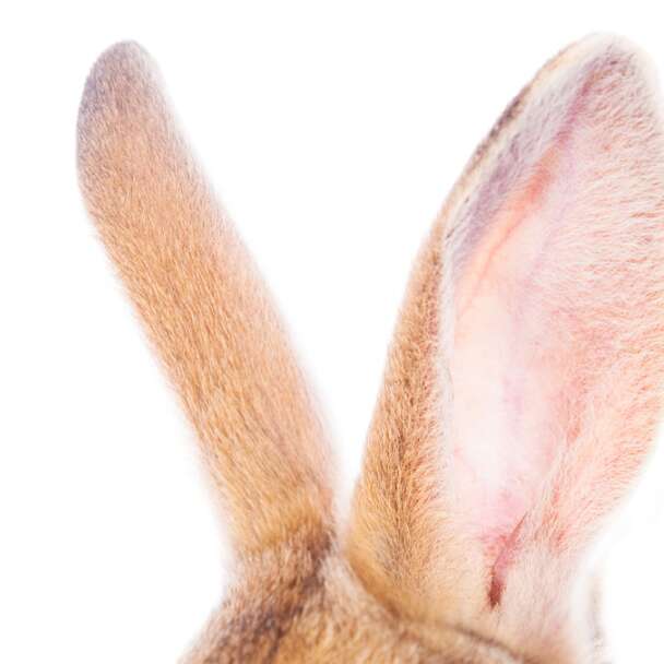 La chasse aux crétins