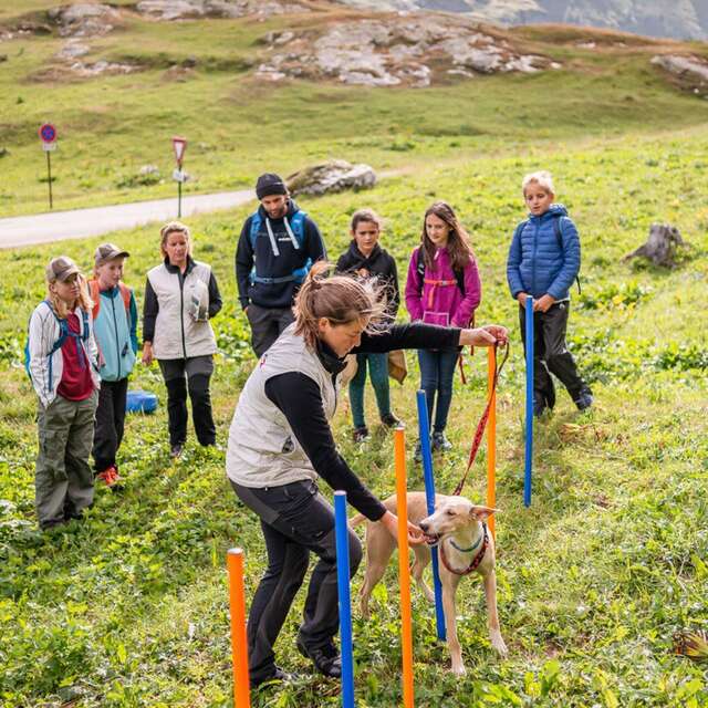 Expérience Mini-Musher