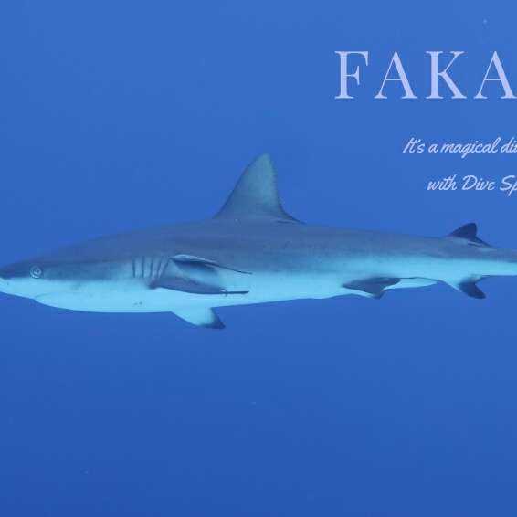 Dive Spirit Fakarava