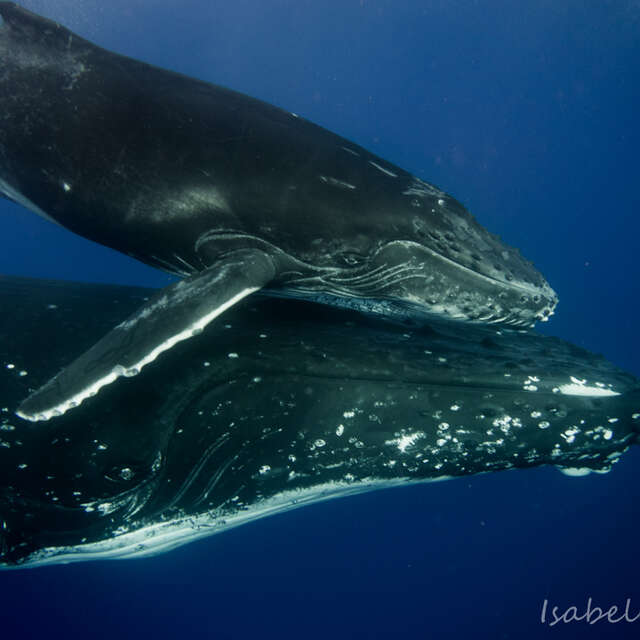 Mobydick Tahiti - Whale watching tours