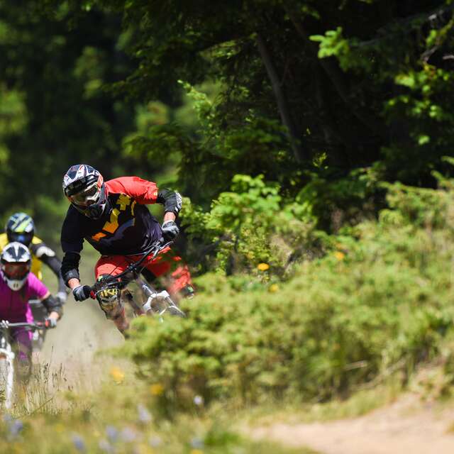Downhill MTB - Lovely Woods