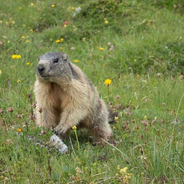 L'Avis des Marmottes