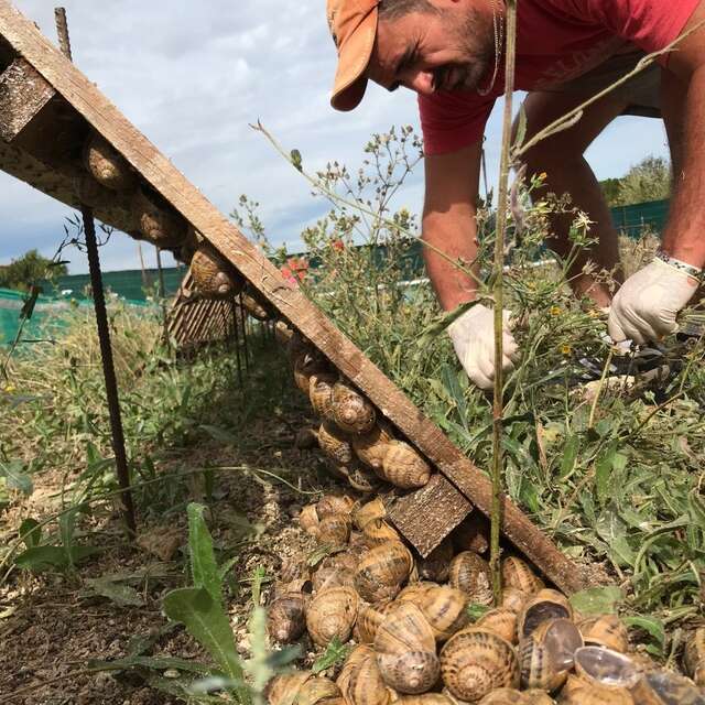 De Cassagnes slakken en bijenkasten