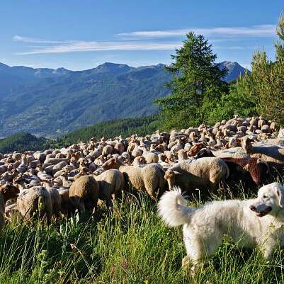 Discovering pastoralism