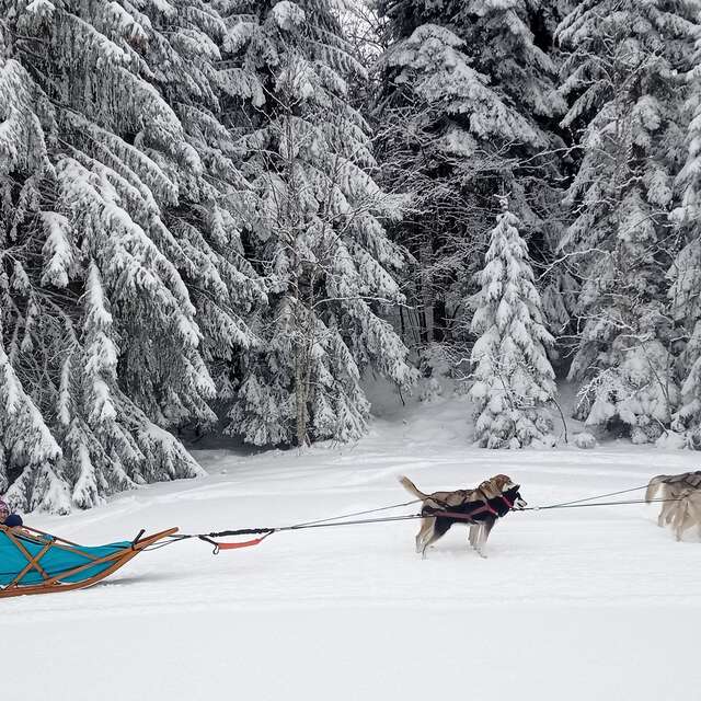 Baptême en traîneau à chiens avec Symbiose chien polaire
