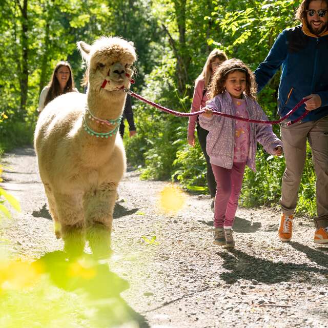 Alp'Agaga :  Balade gourmande en compagnie des alpagas