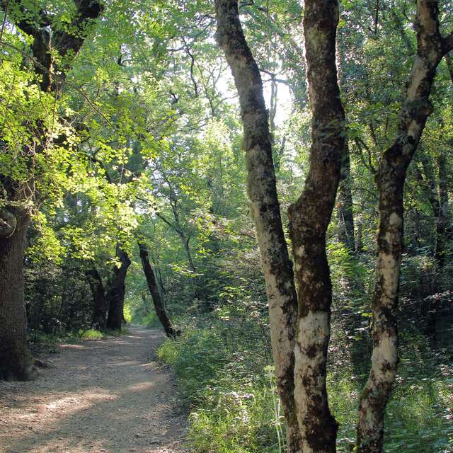 La Forêt du Défens