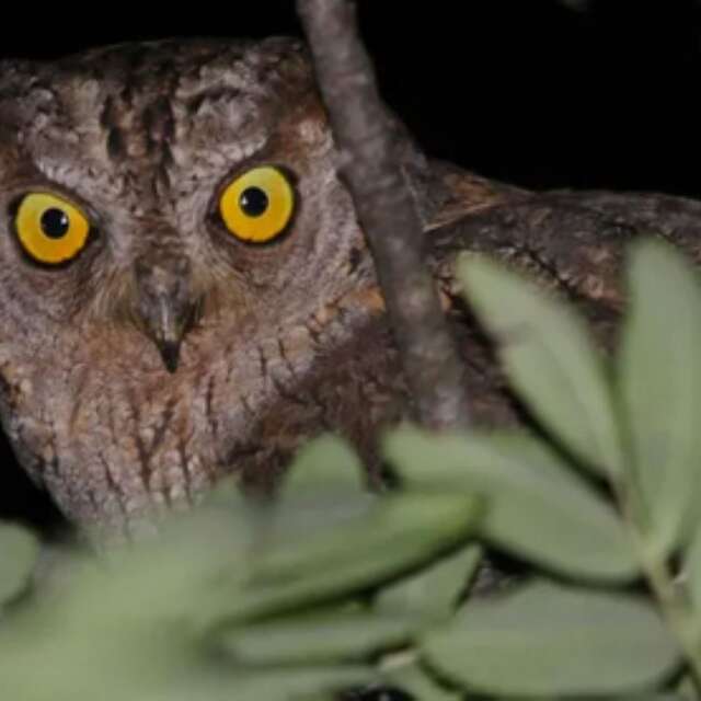 Begegnung mit der Zwergohreule - Die biodiversen Termine in der Metropole