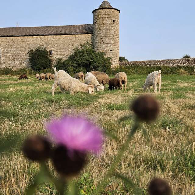 L'écho-domaine du château du Mazel