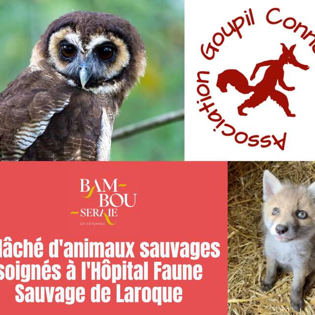 Assistez au relâché d'animaux sauvages à la Bambouseraie !
