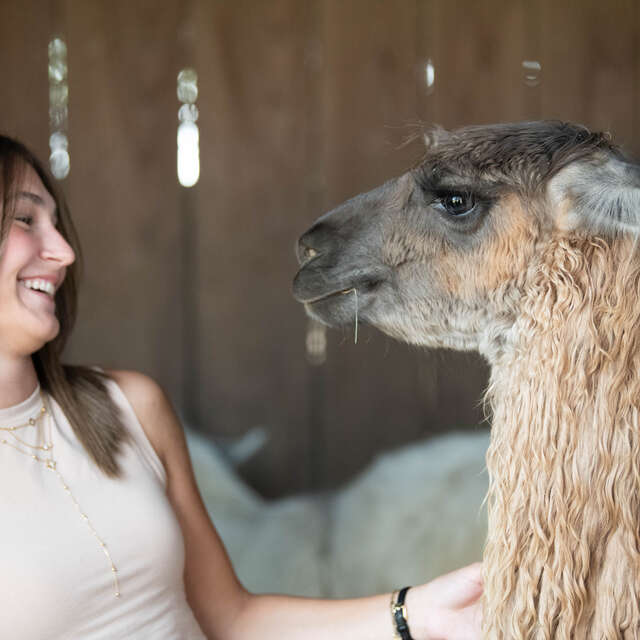 Rencontre VIP avec les lamas