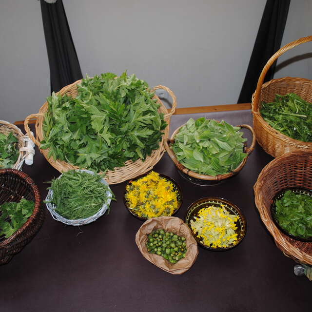 A la découverte des plantes médicinales et culinaires