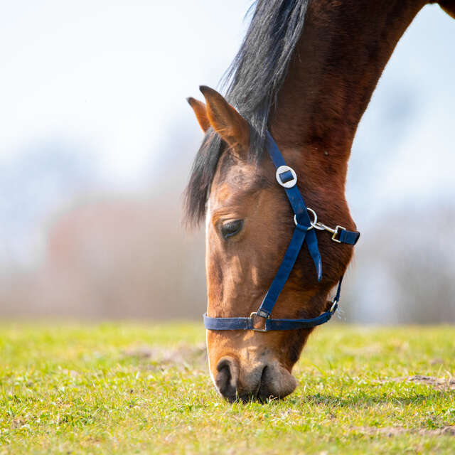 Poney club de Montech