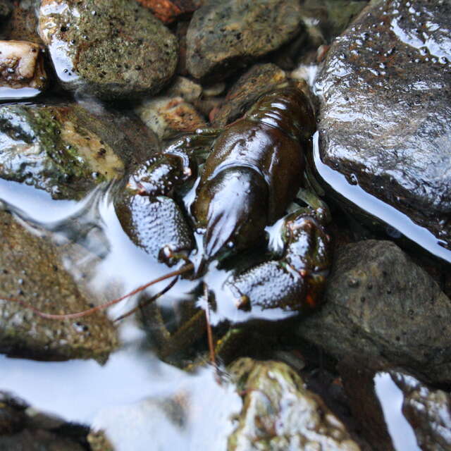 Découverte Pêche aux écrevisses