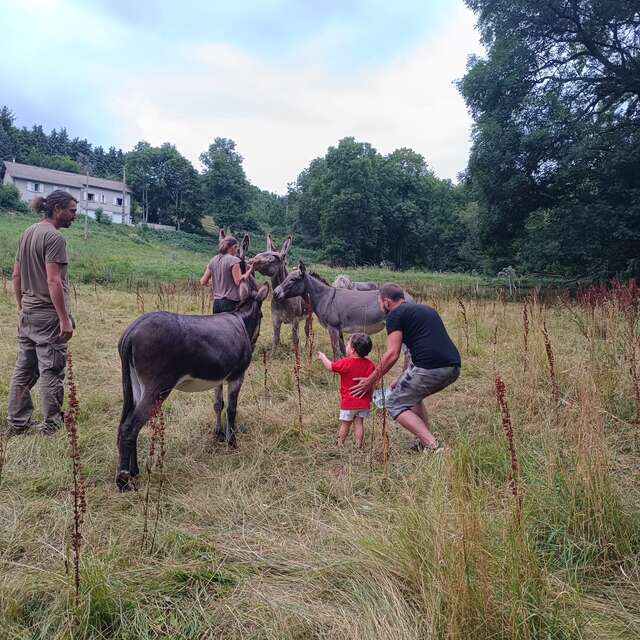 Immersion dans un troupeau d'ânes et chevaux
