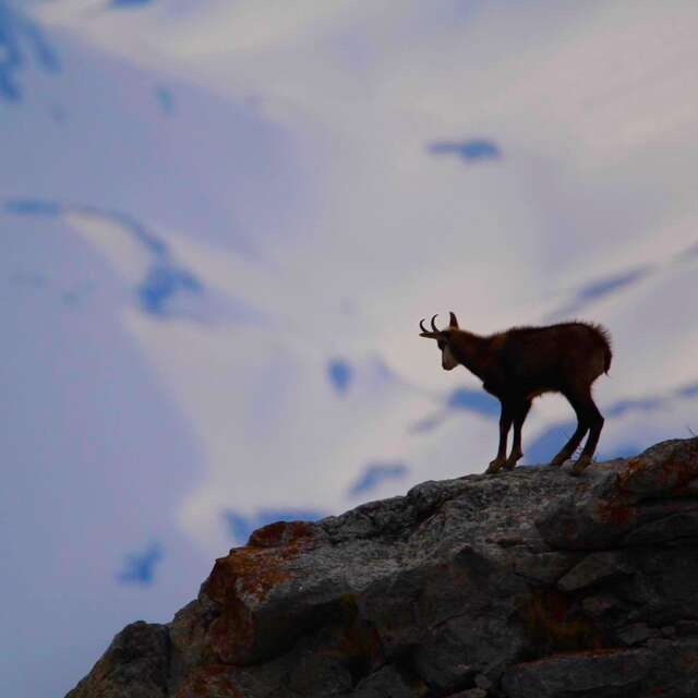 Wild experience Dévoluy