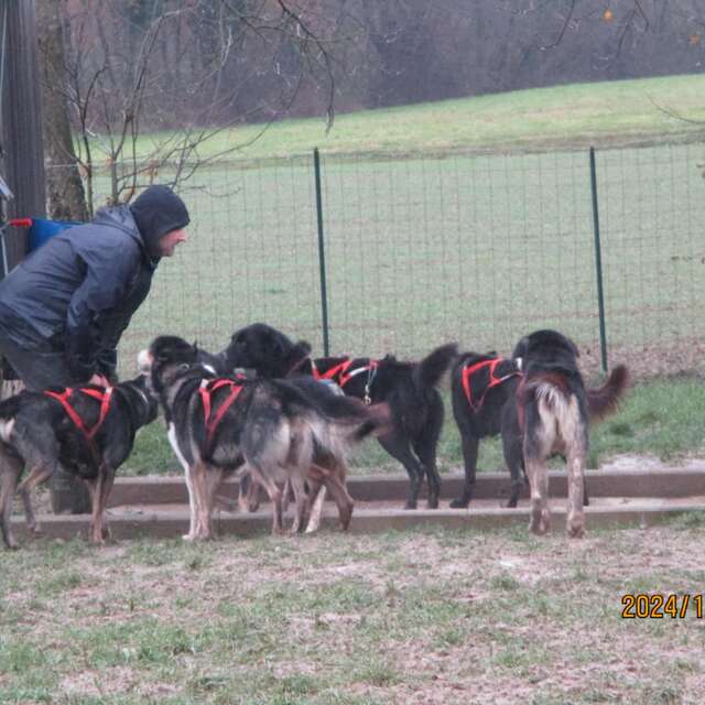 Journée chez un musher