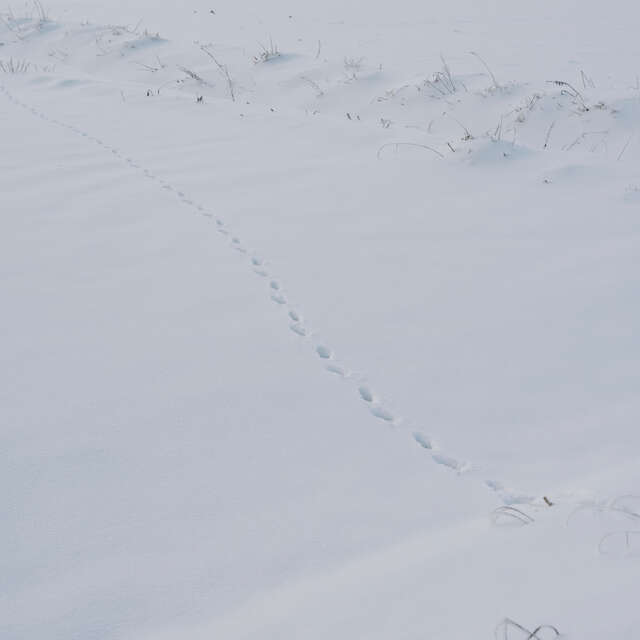 Balade au pays de l'hiver