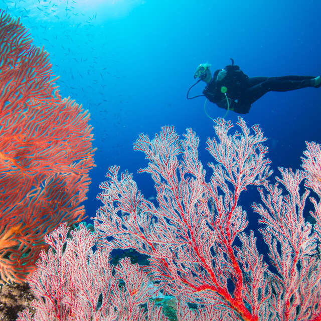 Scuba diving trip - Nouméa Islands Tours