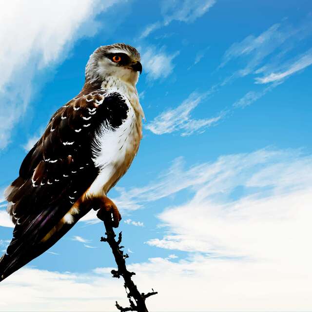 Forum des oiseaux