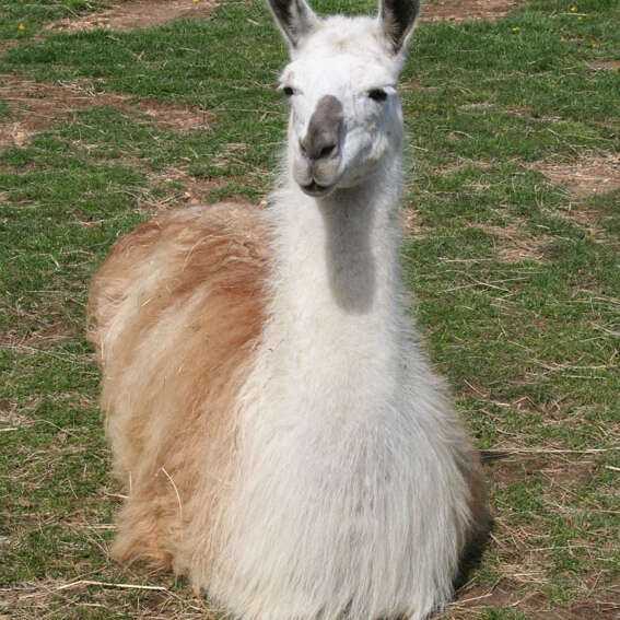 Discovering llamas