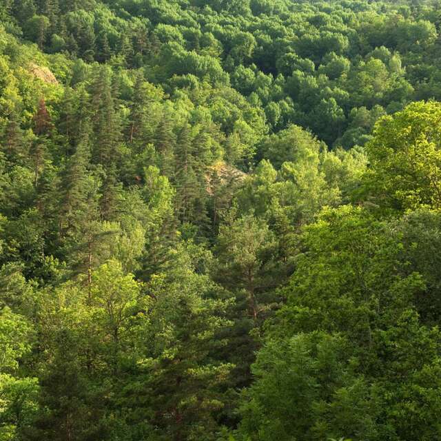 Petites merveilles de nos forêts | CBN