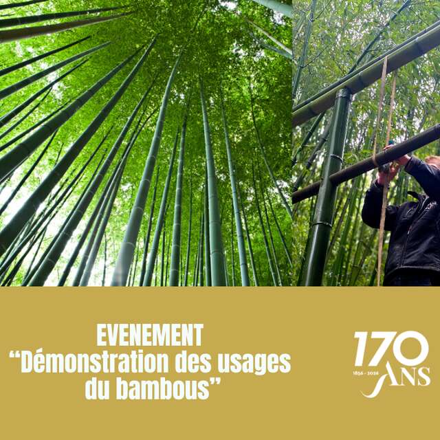 Démonstration des usages du bambou