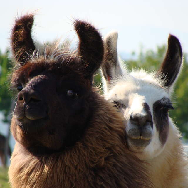 Visite découverte pédagogique des lamas