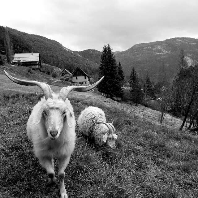 Secrets de laine - du cachemire au mohair