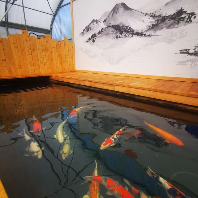 Dans les coulisses d'un élevage de carpes koï